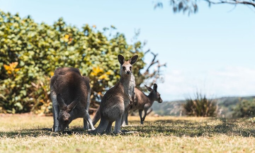 Image 15: North Stradbroke Island Day Tour from Brisbane – Small Group