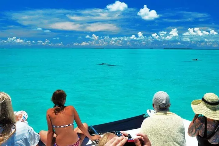 Key West Dolphin Watch and Snorkel Tour - Eco Adventure