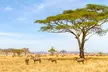 ✈ KENIA | Diani Beach - Kombireise Leopard Beach Resort & Spa 5* mit Safari 5* - Safari - Second Medium