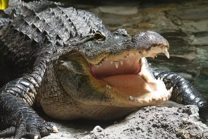 Airboat Rides in Fort Lauderdale Captain Wayne - Second Medium