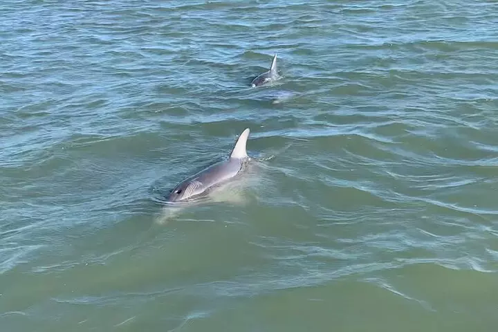 Private Charleston Dolphin and Eco Boat Tour
