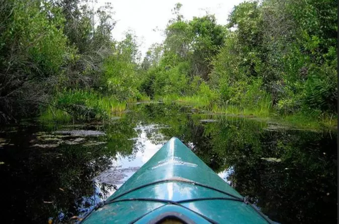 Paddle the Swamp: Canoe and Kayak Louisiana Bayou Tour - Primary Image