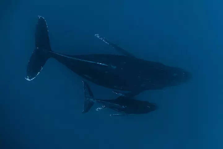 Small Group Whale Watching in Kona Hawaii - Second Medium