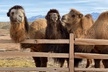 Las Vegas: Sunset VIP Camel Safari Tour Experience - Second Medium