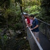 Image 3: Half Day Tour to Daintree Rainforest and Mossman Gorge