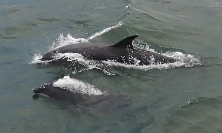 Image 8: Stunning 90-Minute Firth of Forth Sightseeing Cruise Adventure