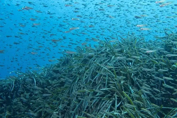 Excursión tropical, playa paradisiaca y esnorkel. Grupo pequeño.