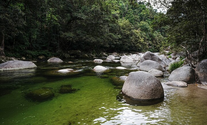 Image 5: Daintree, Cape Tribulation & River Cruise from Port Douglas