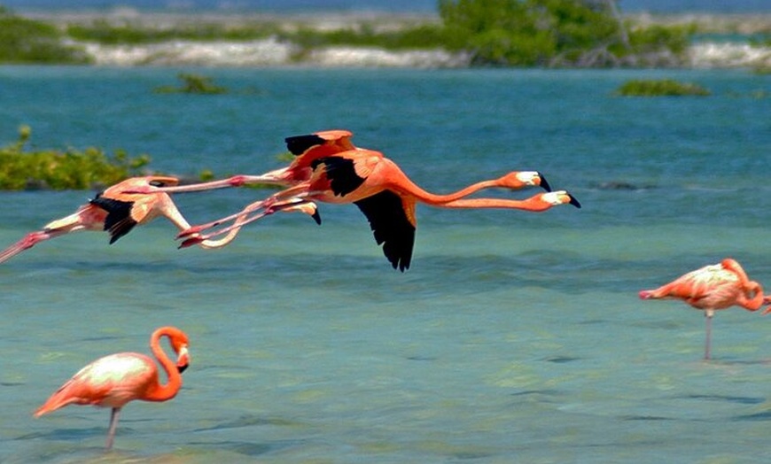 Image 10: Luc's Bonaire Open Bus Tour