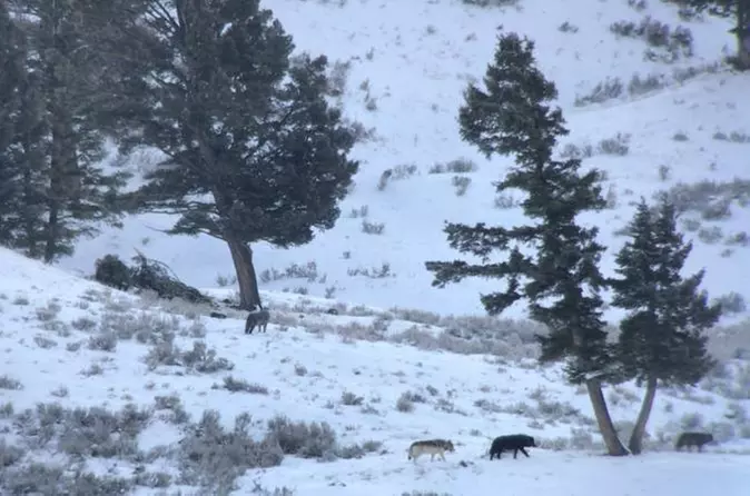 Yellowstone Wolves and Wildlife 5-Day Package - Primary Image