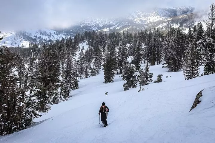 Chickadee Ridge Beginner Snowshoe Activity