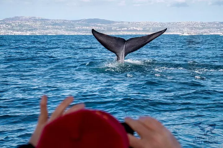 Supreme 2hr Whale/Dolphin Watching Newport Beach, 6 person max