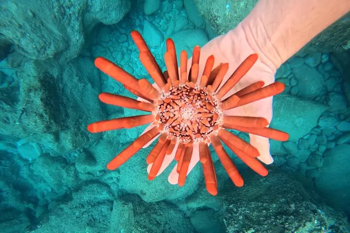 Moana's Waikīkī Grand Guided Turtle Snorkel & Sailing Adventure