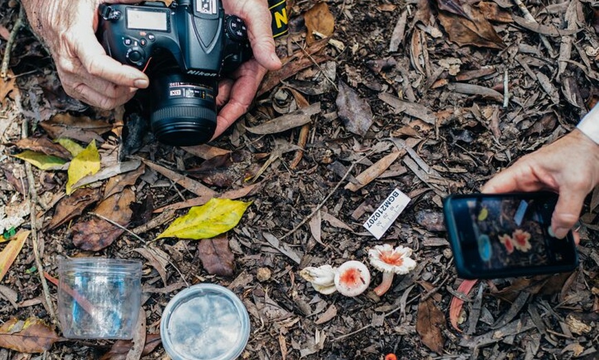 Image 14: 2-Hour Mushroom Photography Activity in Cairns Botanic Gardens