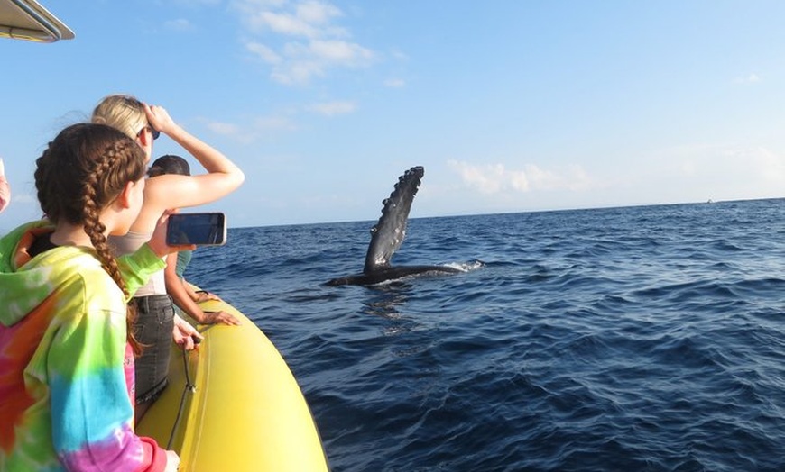 Image 10: Maui Whale Watching: 2-Hour Small Group Raft Tour from Lahaina