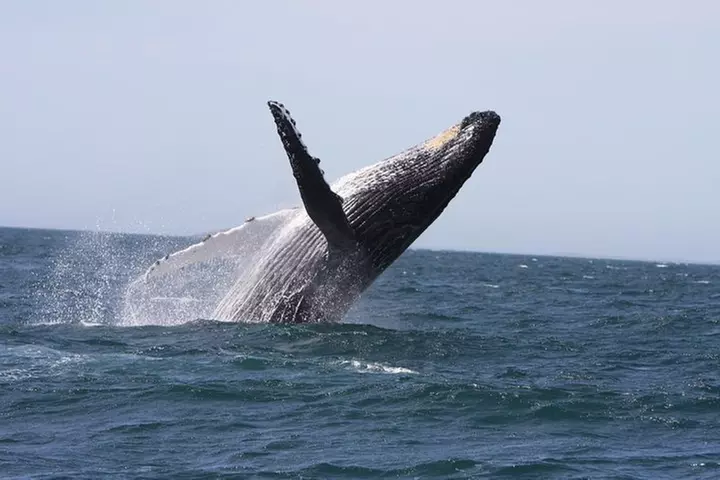 Newcastle Whale Watching Cruise - Primary Image