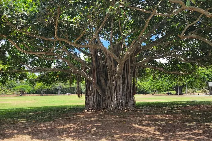 Oahu Circle Island: Snorkel with Turtles & Explore Turtle Beach