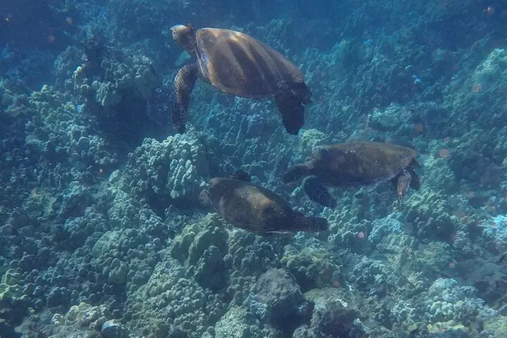 South Shore Turtle Kayak and Snorkel Experience