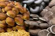 Explore Chicago's Indoor Mushroom Farm Experience - Second Medium