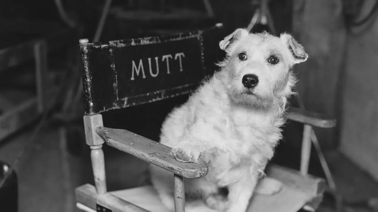 Dog Film Festival - Sunday September 25, 2016 / 3:30pm (Program #1) - Primary Image