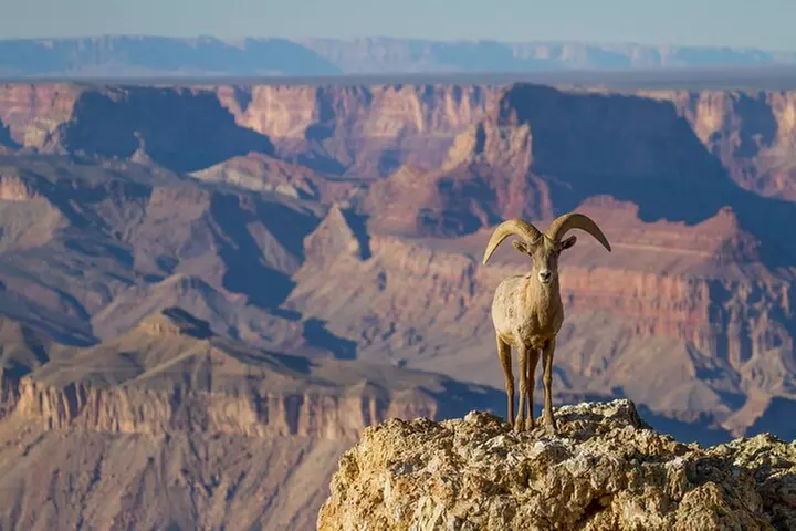 Grand Canyon South & East Rim Self-Driving, Walking & Shuttling Tour