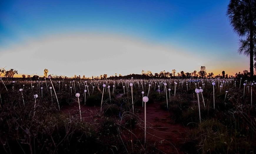 Image 6: Uluru (Ayers Rock) Field of Light Sunrise Tour