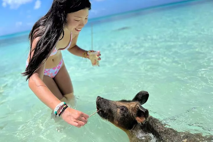 Bahamas Swimming Pigs Experience on Rose Island - Primary Image