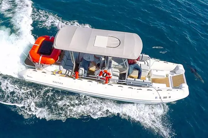 Private Whale Watching Adventure on High Speed Zodiac from Dana Point - Primary Image