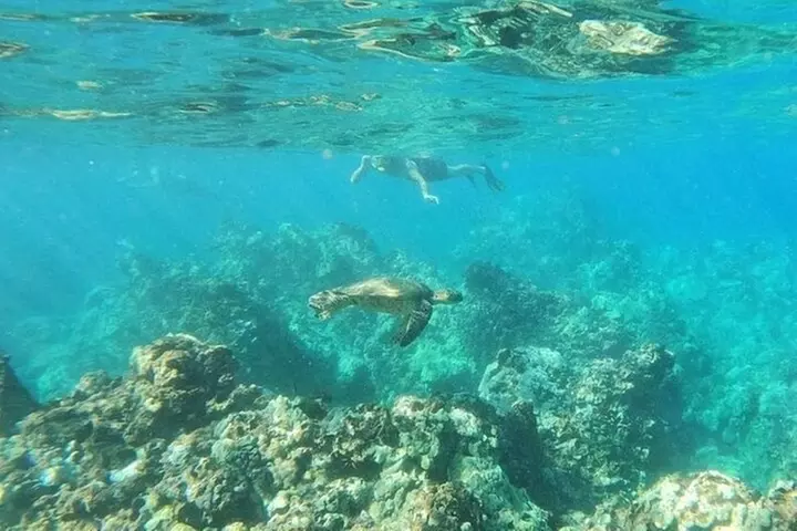 Clear Bottom Kayak and Snorkel Tour at Turtle Town, Makena