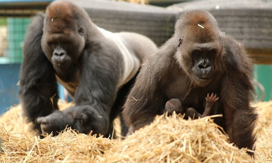 Image 1: Howletts Day Ticket