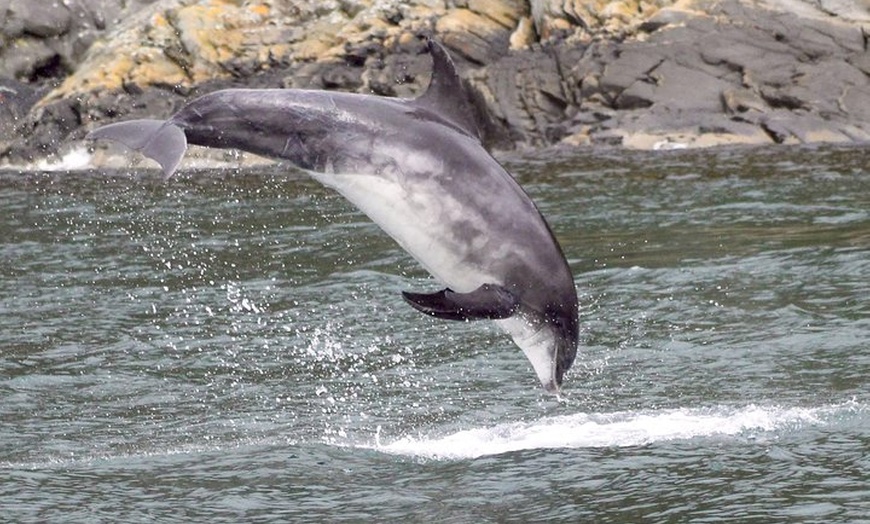 Image 6: Marine Wildlife Tour through Gulf of Corryvreckan