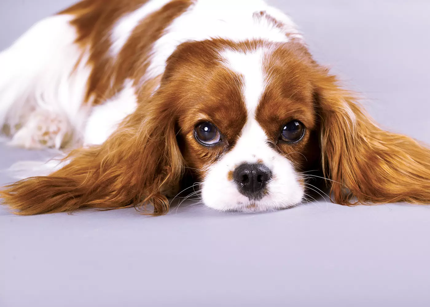 $25 For $50 Toward Dog Grooming Services - Primary Image