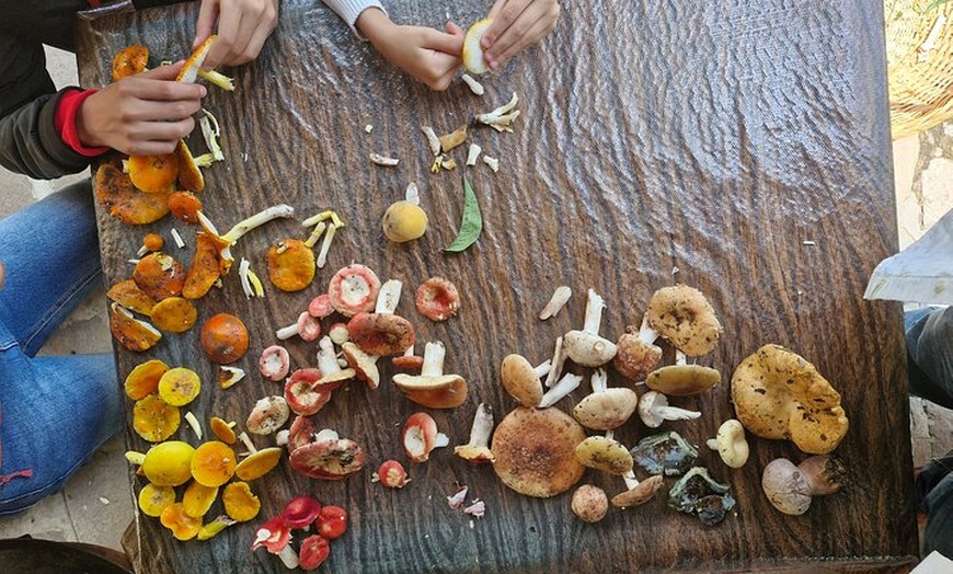 Image 11: Mushroom Tour from Mexico City