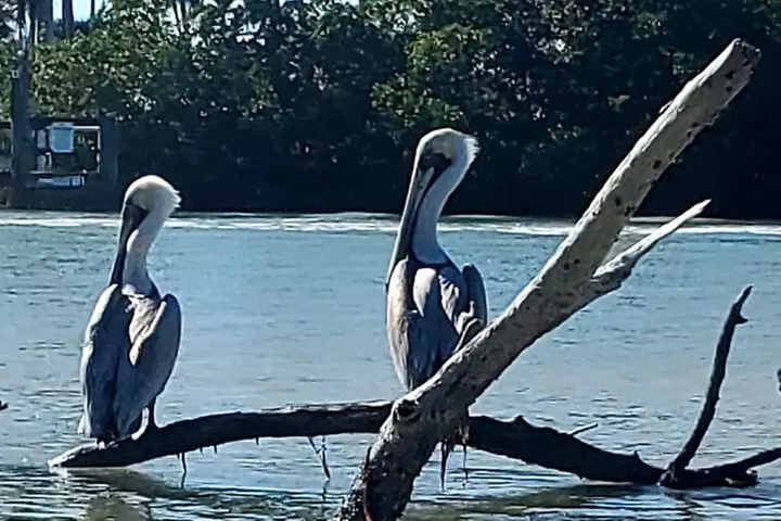 Guided Dolphin Eco Tour by Kayak & SUP - Fort Myers Beach, FL