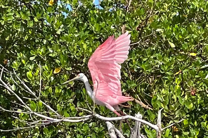 Manatee, Dolphin and 10,000 Islands Sunset Cruise!