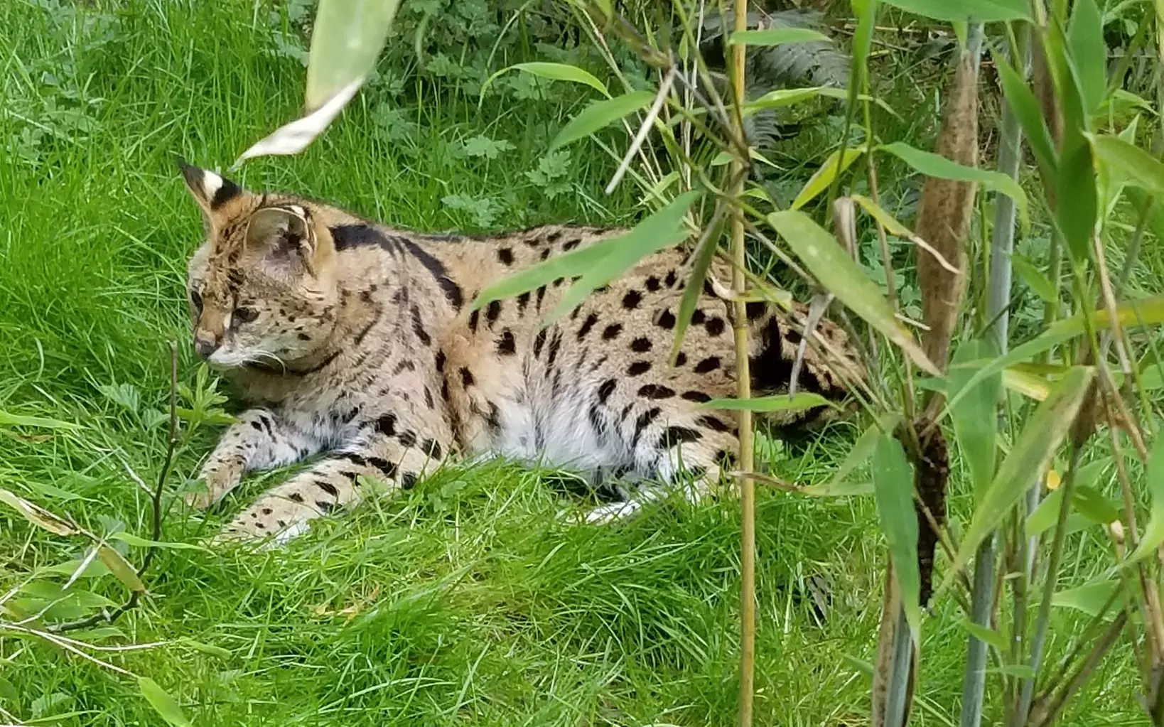 Wild Felid Advocacy Center: Adult Tour - Primary Image