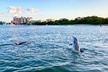 Sunset and Dolphin Cruise around Fort Myers Beach - Second Medium