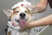 $25 For $50 Toward Any Dog Grooming Services - Second Medium