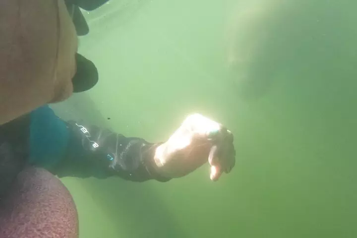 3 Hour Small Group All Inclusive Manatee Swim with free Photo pkg