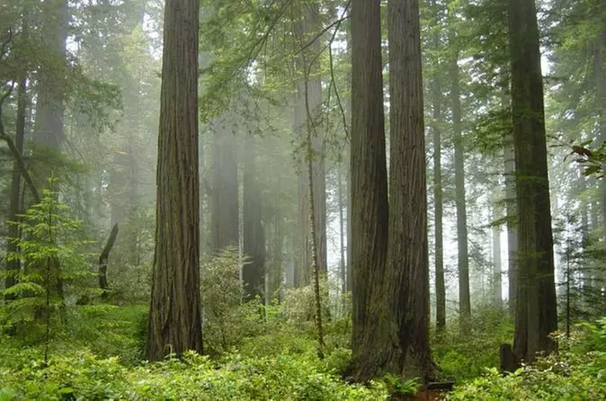 Ultimate Redwood Experience Tour - Primary Image