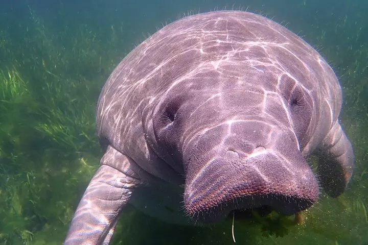 Swim with Manatees: Eco-Educational Tour in Crystal River