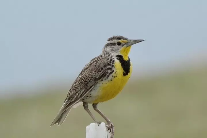 Bird Watching Walking Tour - Second Medium