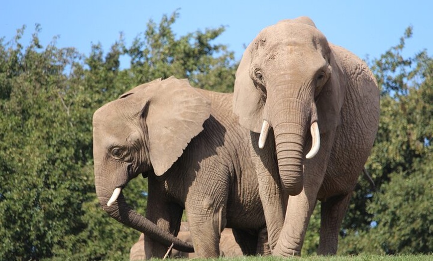 Image 2: Howletts Day Ticket