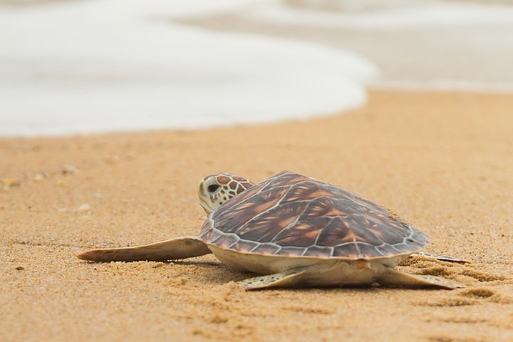 Savannah to Tybee Island with Dolphin Cruise