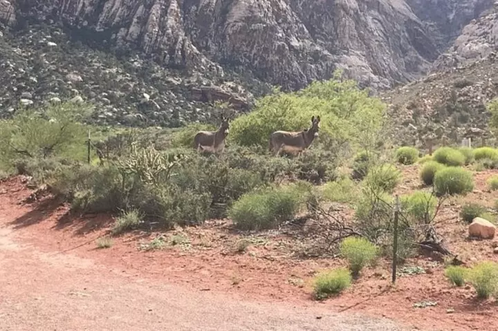 California desert, Red Rock Views and Seven Magic Mts