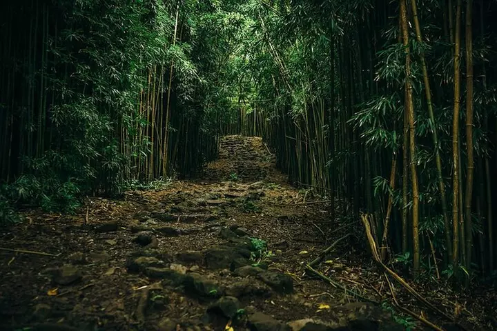 Epic Waterfall Adventure, the Best of Maui
