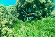Guided Snorkeling adventure in San Juan - Second Medium