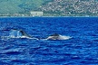 Whale Watching & Late Breakfast Cruise in Honolulu - Second Medium