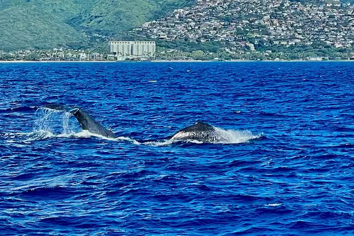 Whale Watching & Late Breakfast Cruise in Honolulu