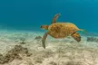Exclusive Honolua Snorkel Sail - Second Medium